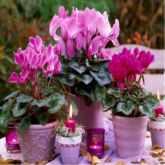 آبدهی گیاهان 